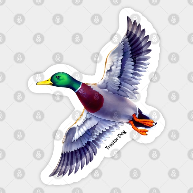 Flying Mallard Sticker by tractordog